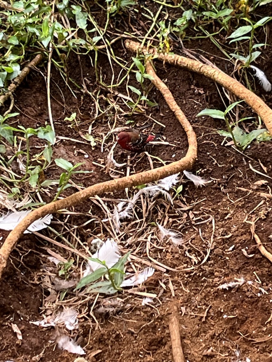 Red Avadavat - ML644343605