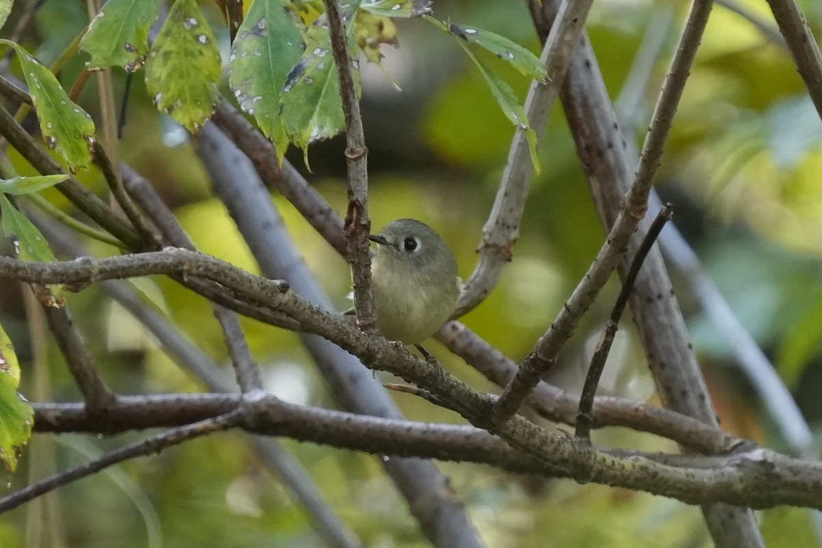 Ruby-crowned Kinglet - ML644343606