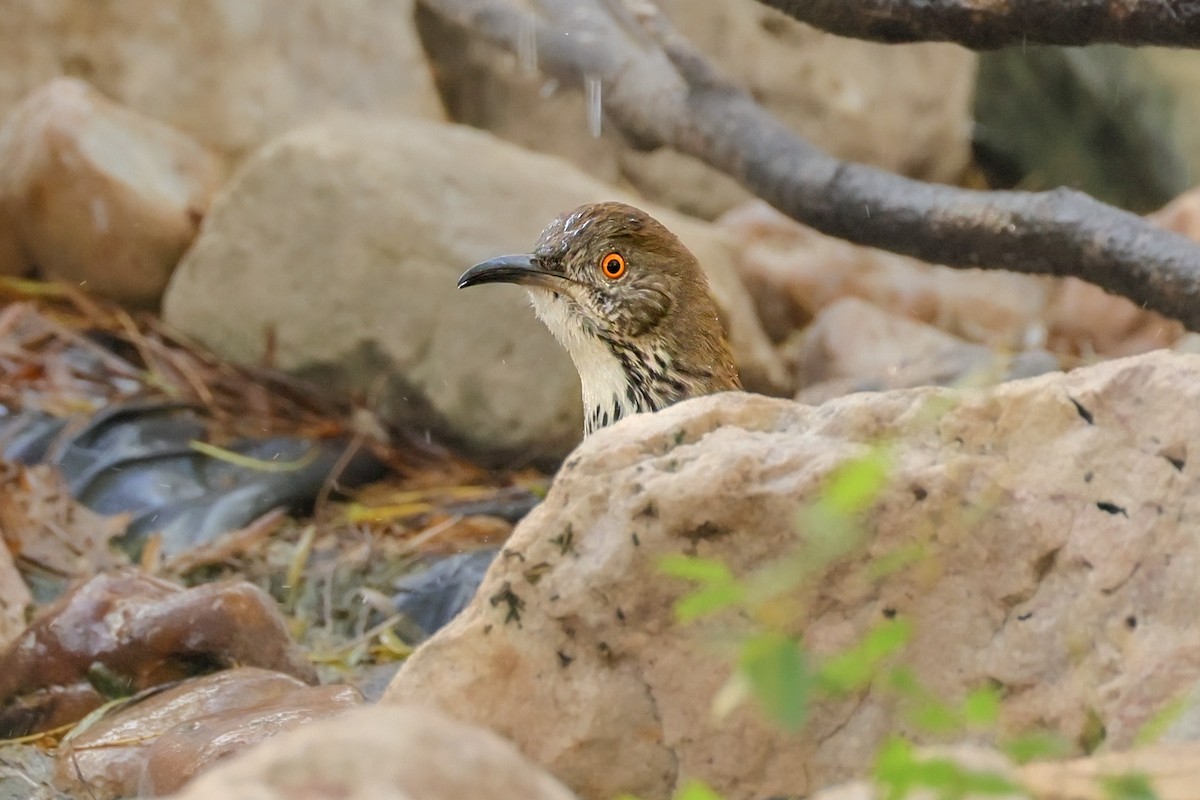 Long-billed Thrasher - ML644343607
