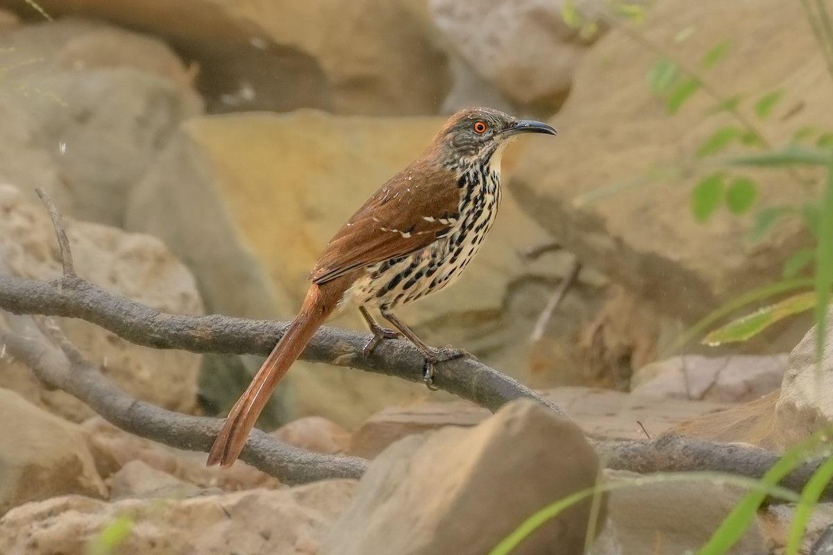 Long-billed Thrasher - ML644343608
