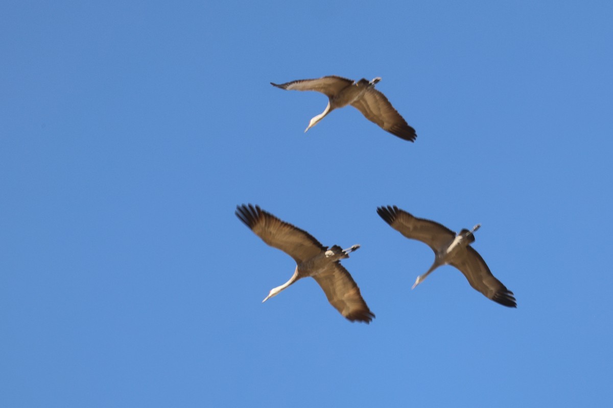 沙丘鶴 - ML644343610