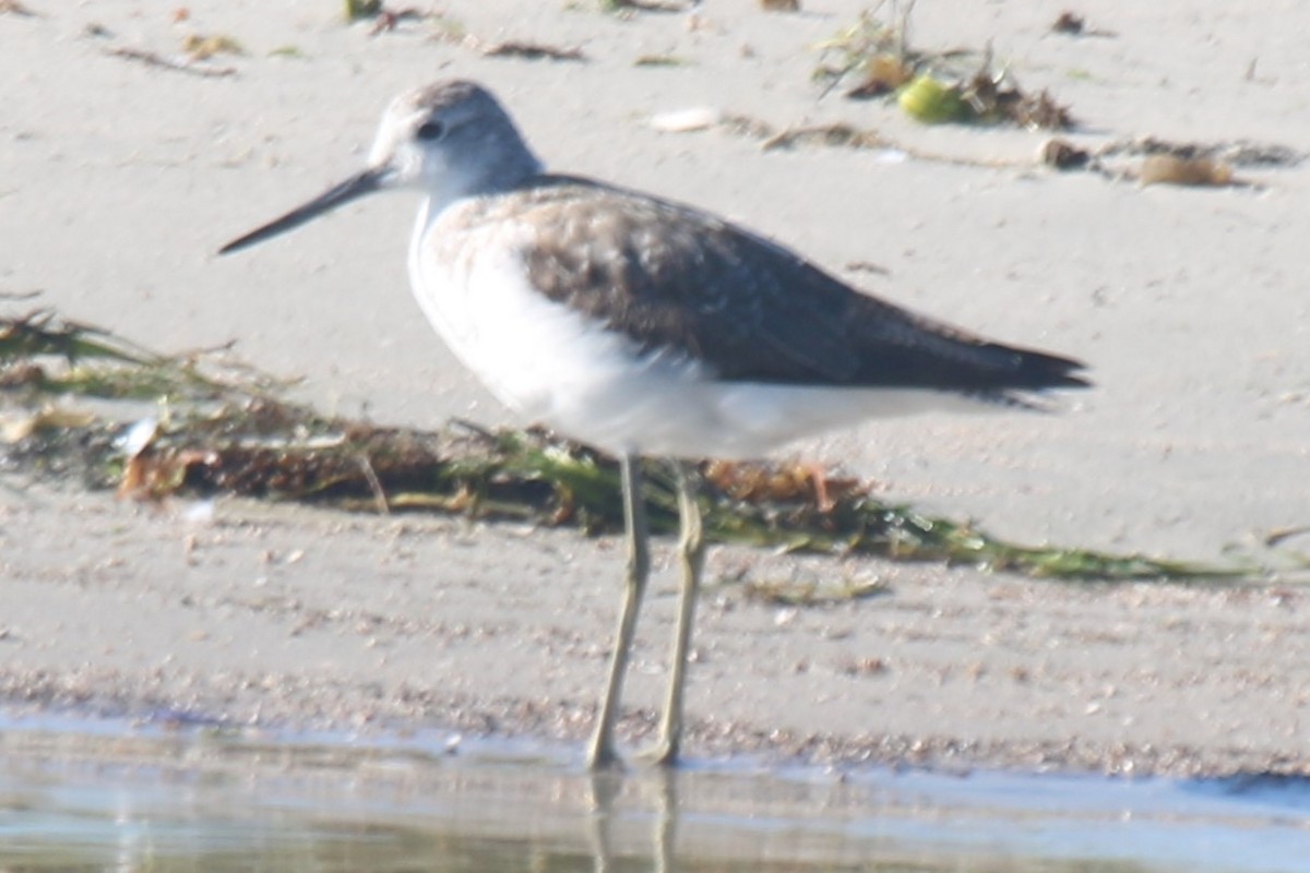 Үхэр хөгчүү - ML644343613