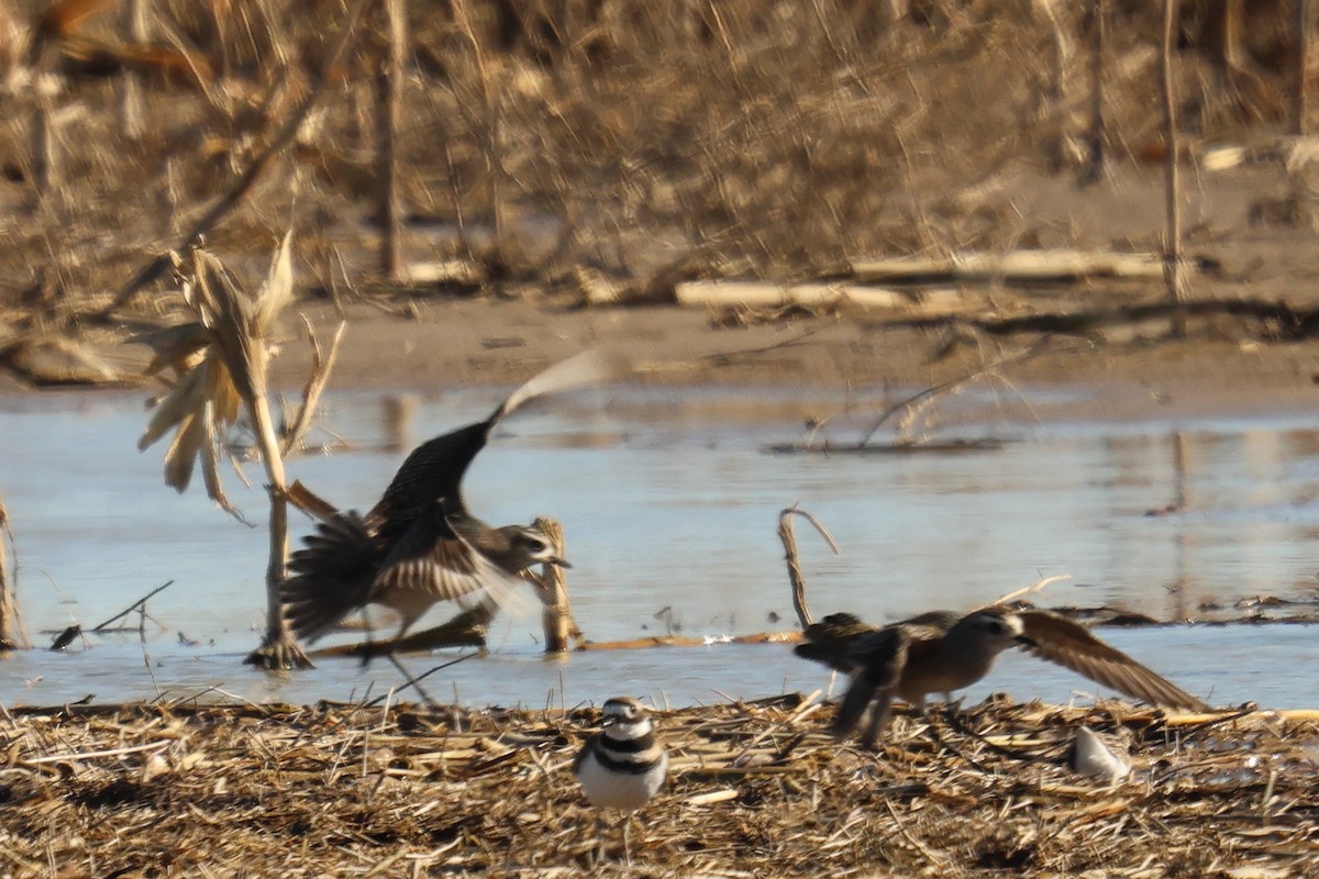 American Golden-Plover - ML644343619