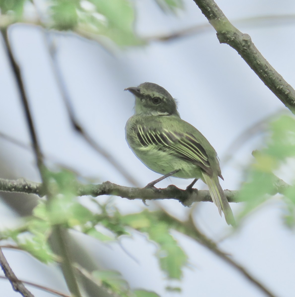 Mistletoe Tyrannulet - ML644343621