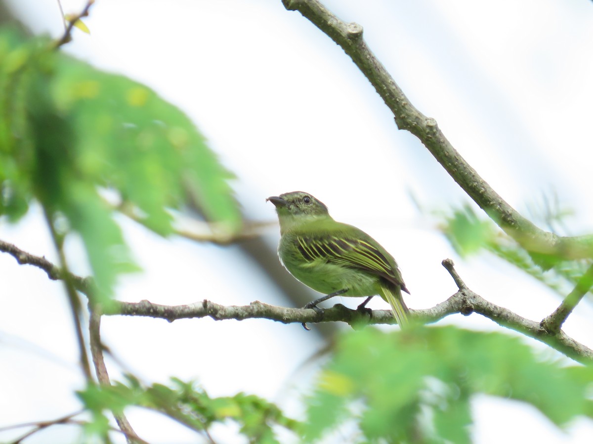 Mistletoe Tyrannulet - ML644343623