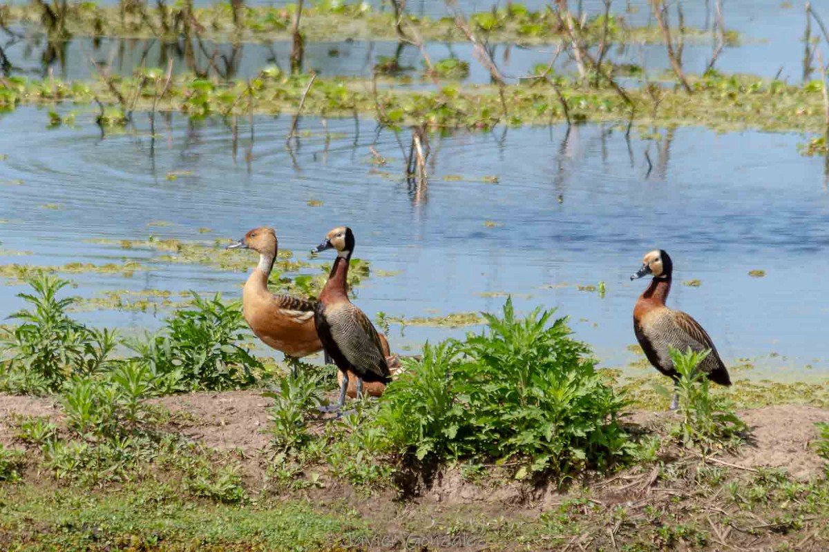 Dendrocigna fulva - ML644343628