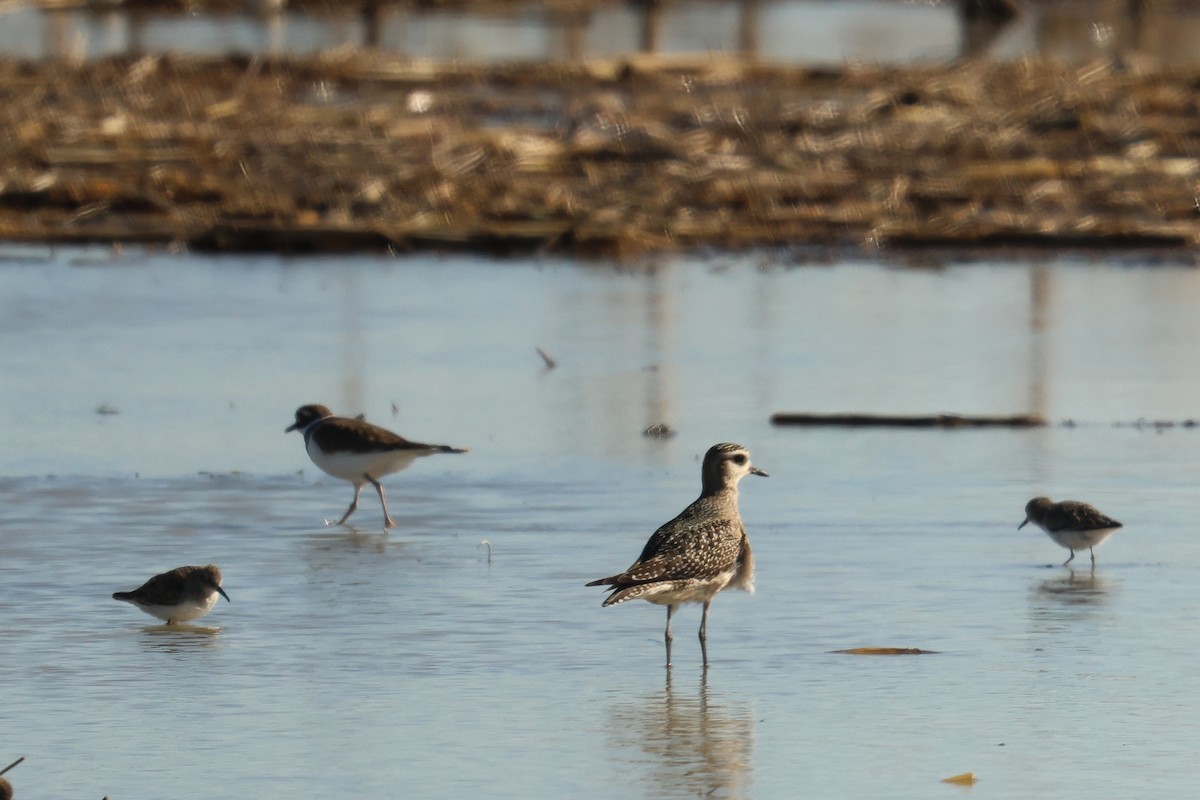 American Golden-Plover - ML644343629