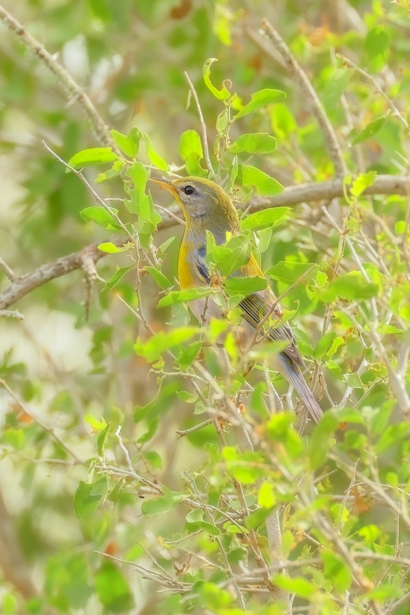 Northern Parula - ML644343631