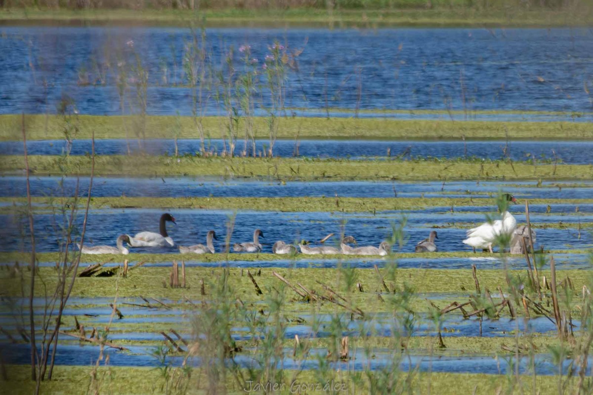 Cigno collonero - ML644343637