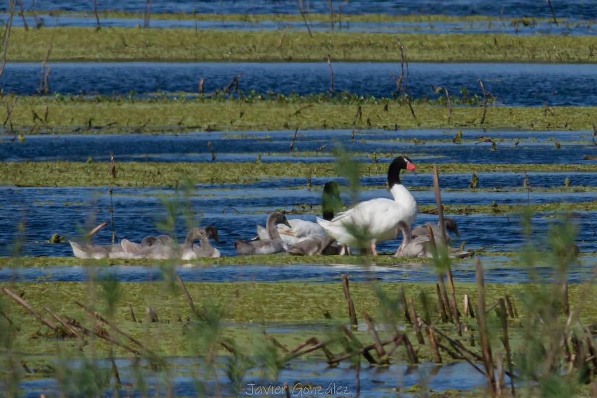 Cigno collonero - ML644343638