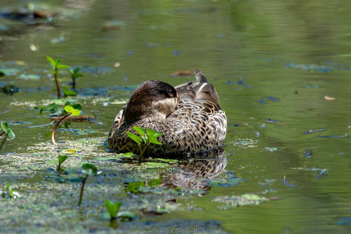 Alzavola argentata - ML644343641