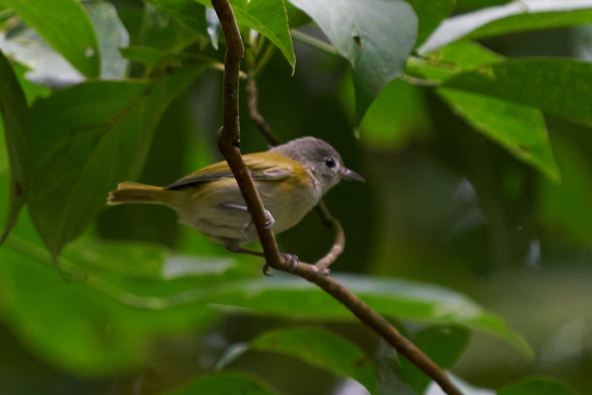 Lesser Greenlet - ML644343642