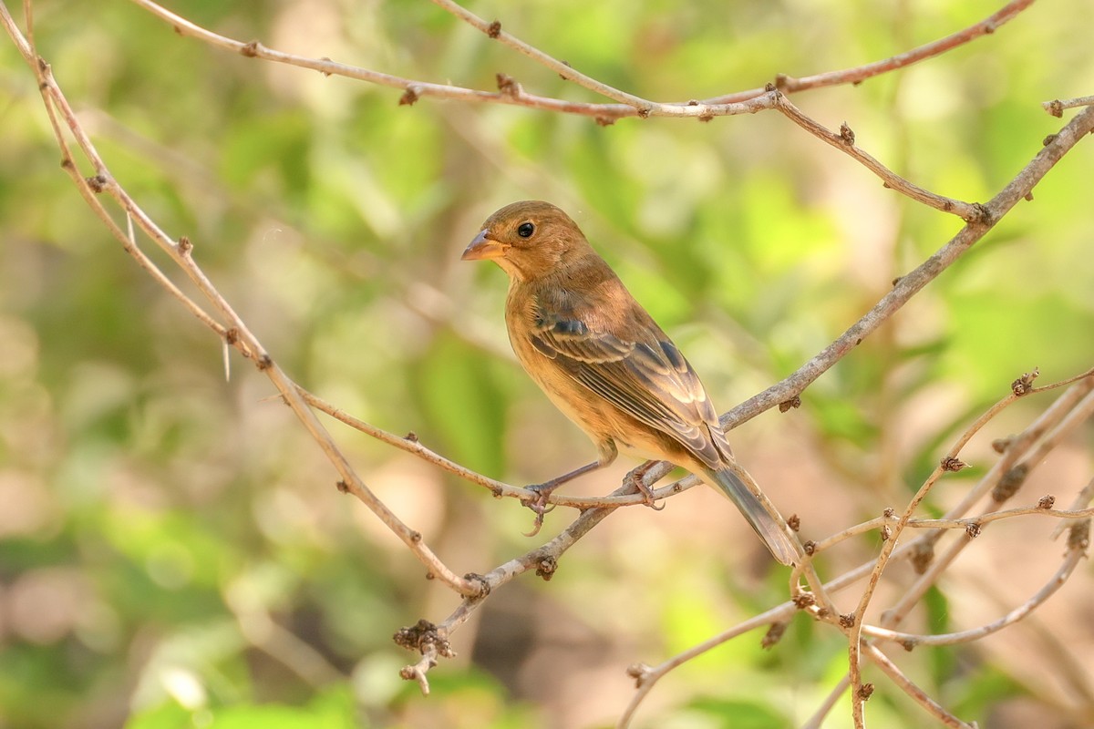 Indigo Bunting - ML644343643