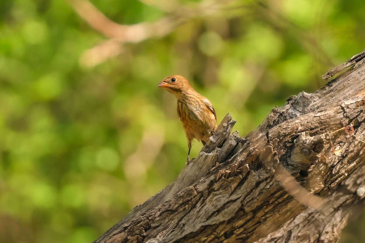 Indigo Bunting - ML644343644