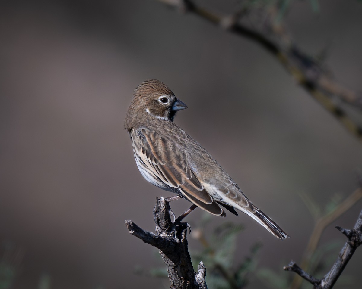 Lark Bunting - ML644343647