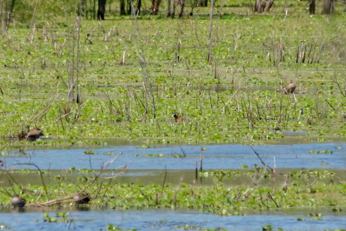 Савка маскова - ML644343648
