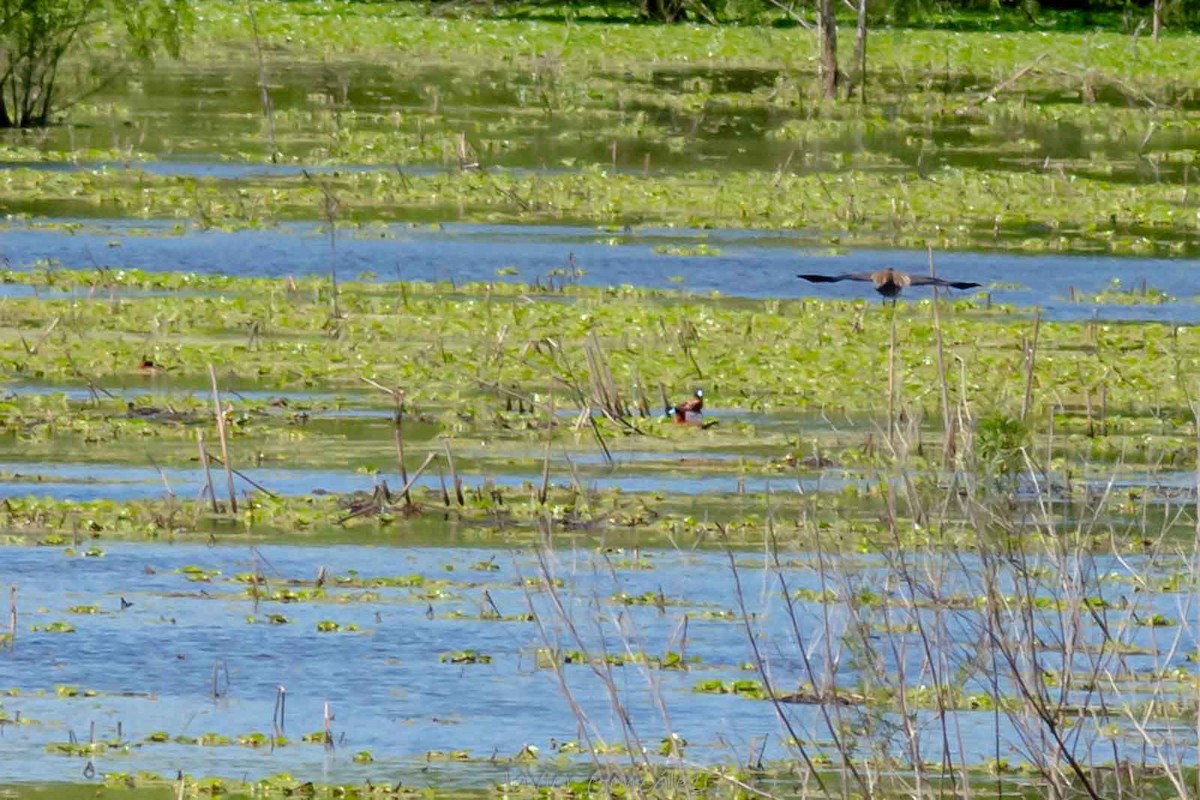 Савка маскова - ML644343649