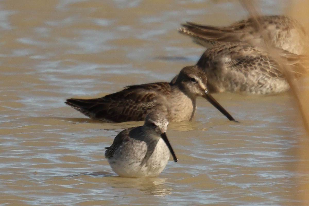 長嘴半蹼鷸 - ML644343654