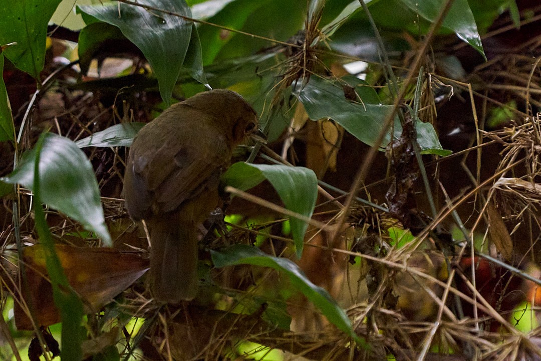 Grisin sombre - ML644343658