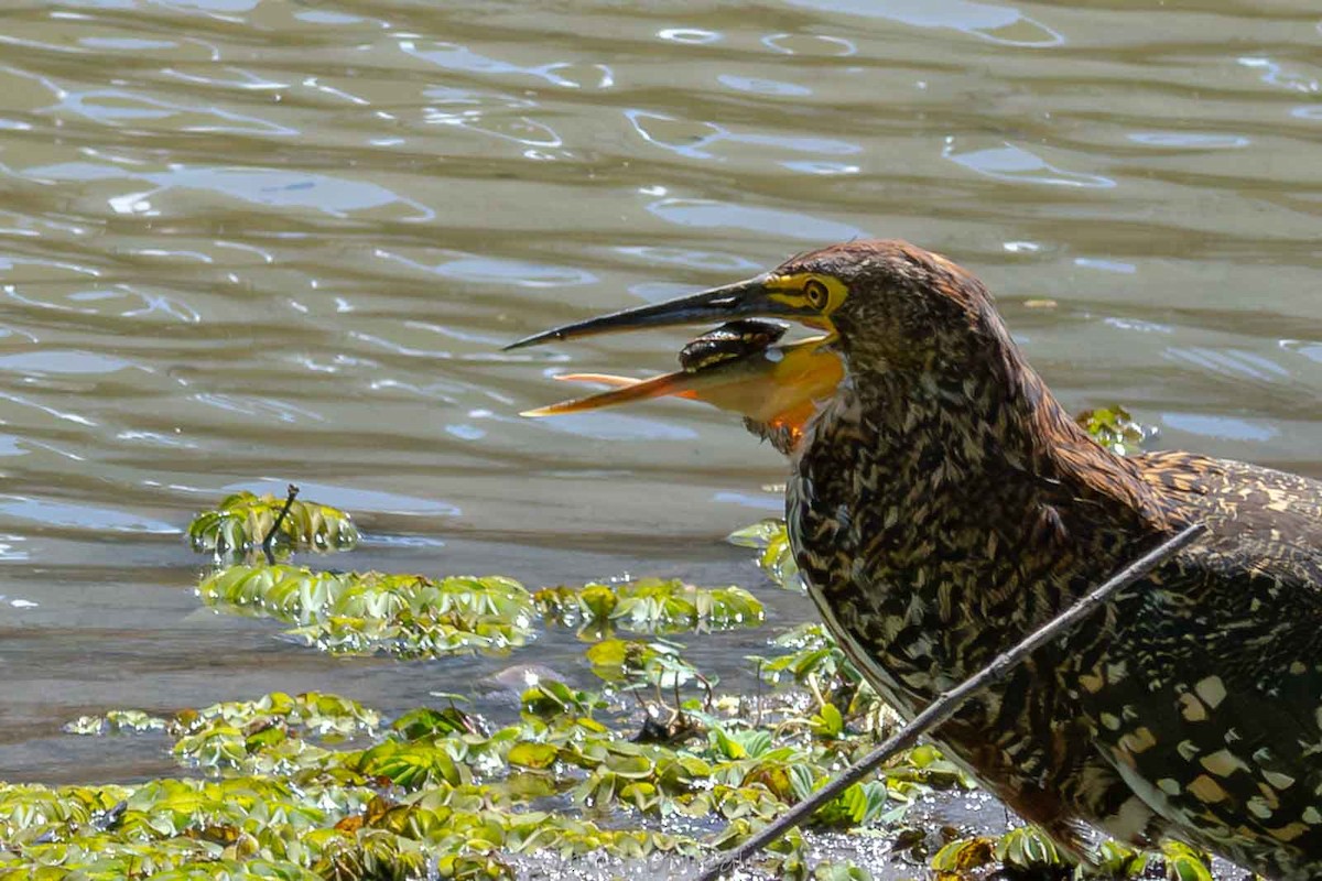 Rufescent Tiger-Heron - ML644343659