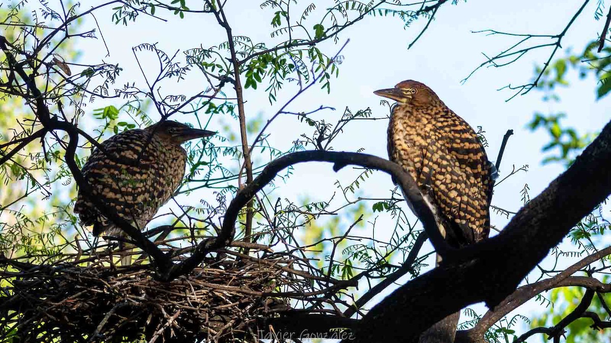 Rufescent Tiger-Heron - ML644343660