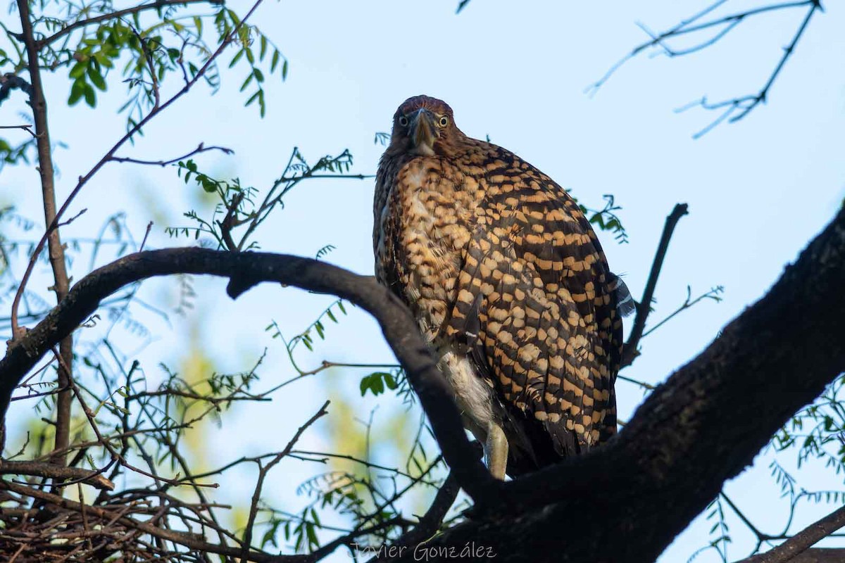 Rufescent Tiger-Heron - ML644343661