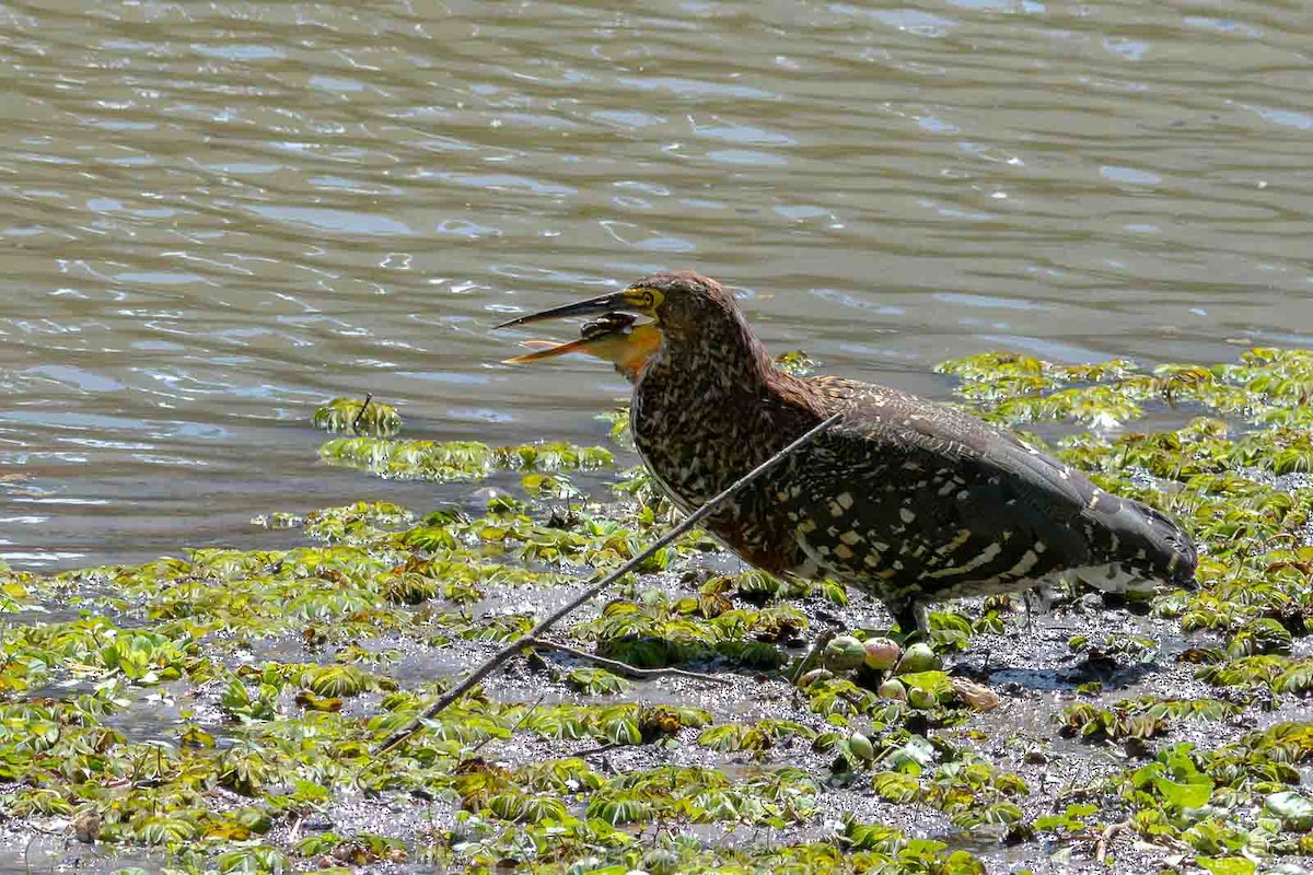 Rufescent Tiger-Heron - ML644343662