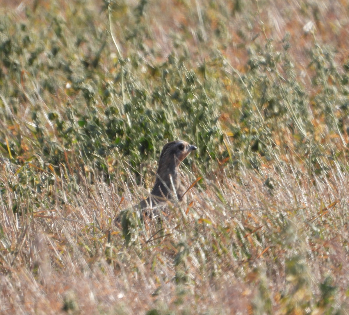 Starna - ML644343663