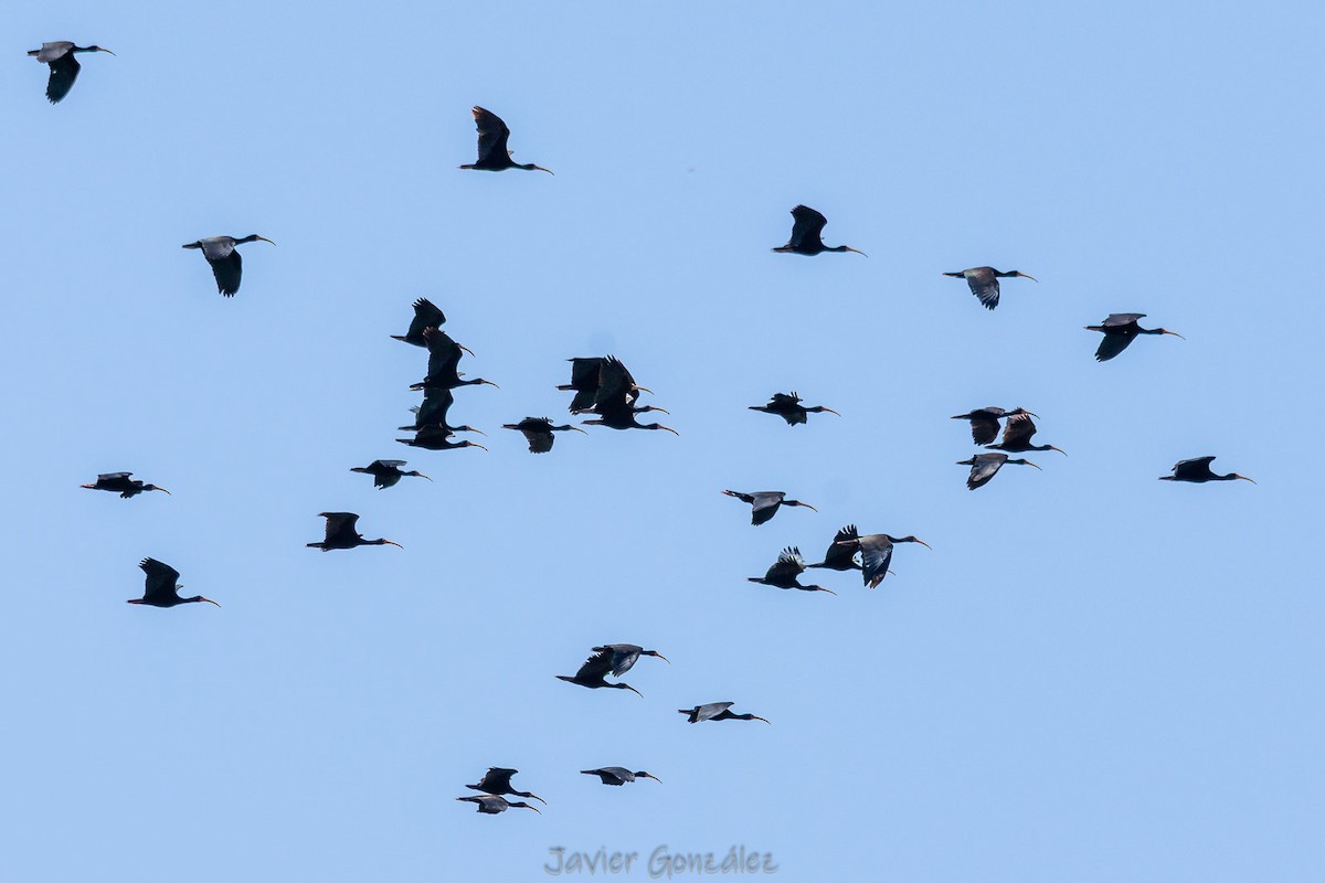 Bare-faced Ibis - ML644343666