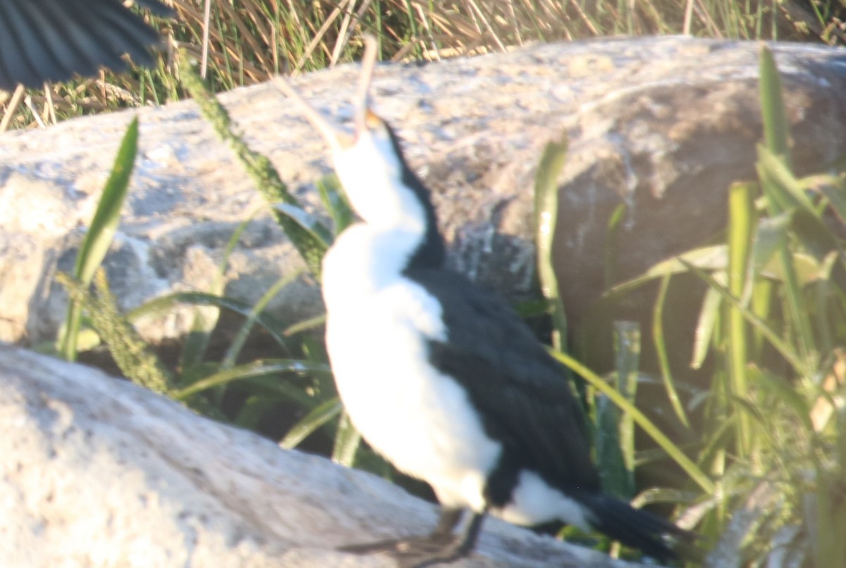 Pied Cormorant - ML644343667