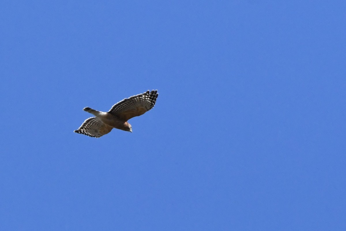 Red-shouldered Hawk - ML644343678