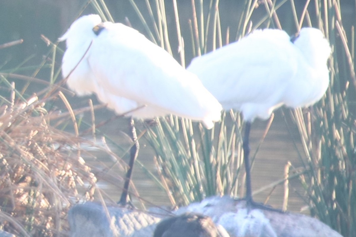 Royal Spoonbill - ML644343680