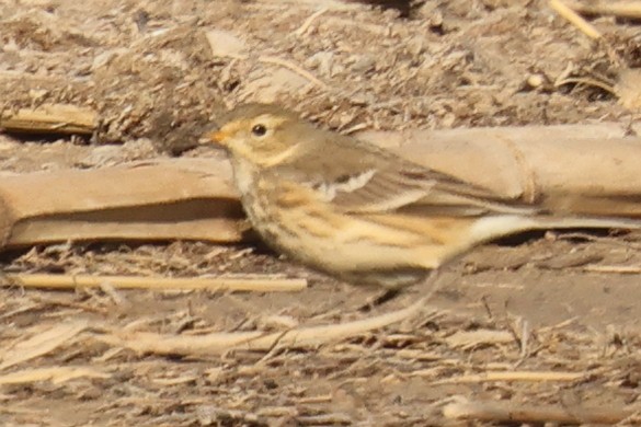 American Pipit - ML644343682