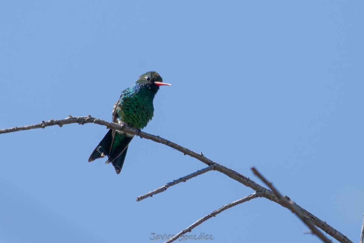 Glittering-bellied Emerald - ML644343685