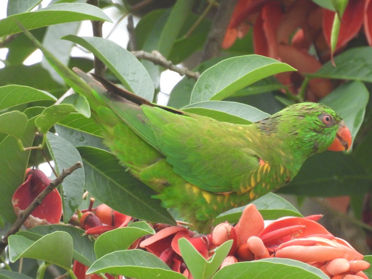 Scaly-breasted Lorikeet - ML644343686