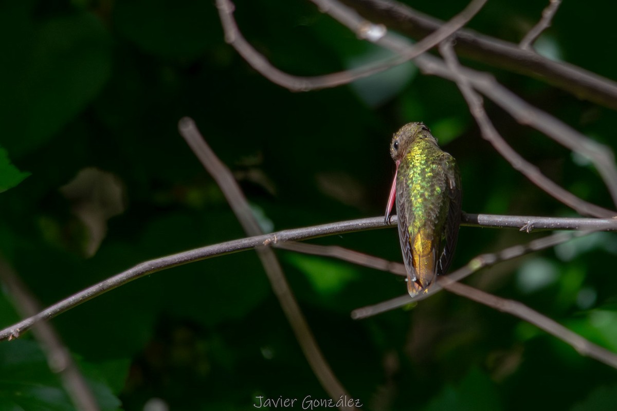 Gilded Hummingbird - ML644343692