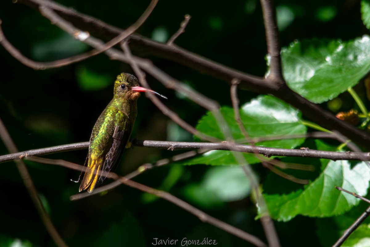 Gilded Hummingbird - ML644343693