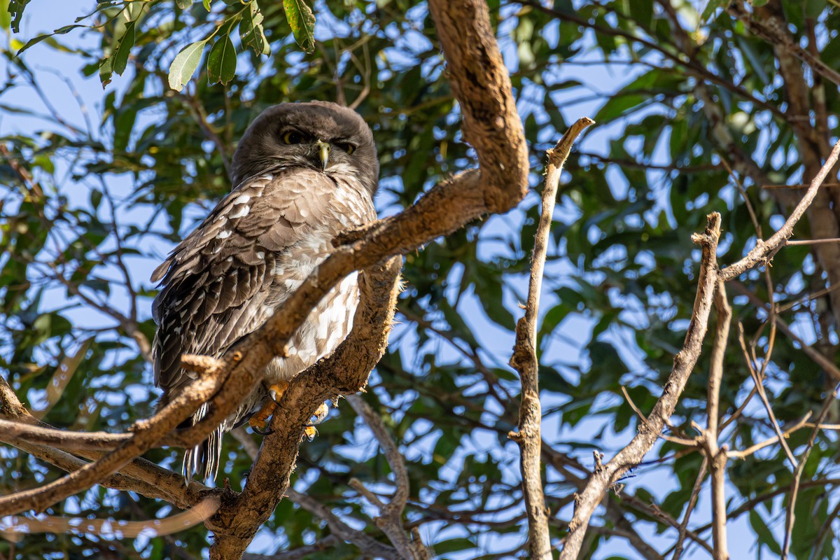 Barking Owl - ML644343695