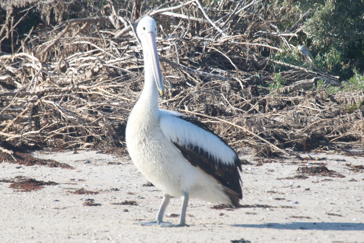 Australian Pelican - ML644343696