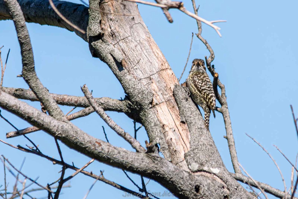 Checkered Woodpecker - ML644343700