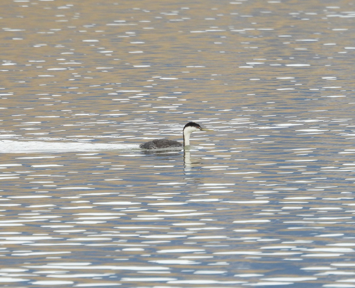 Western Grebe - ML644343703