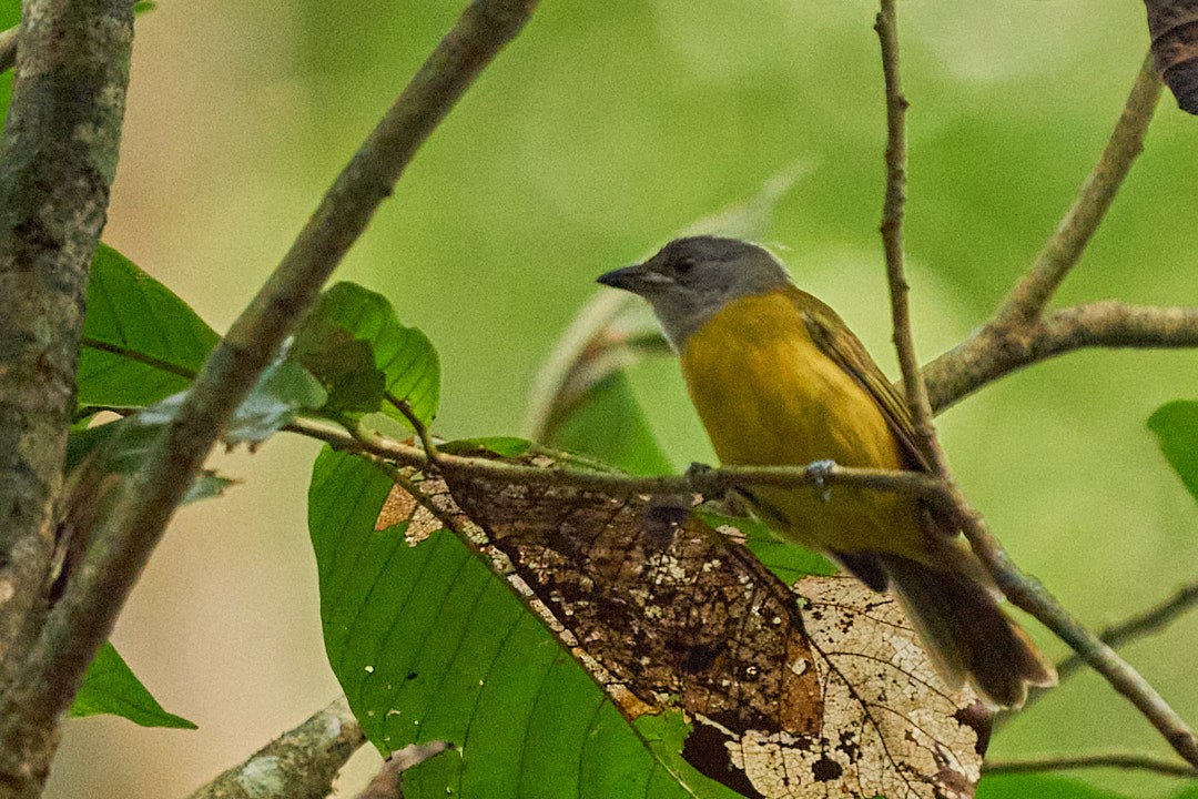 カンムリフウキンチョウ - ML644343707