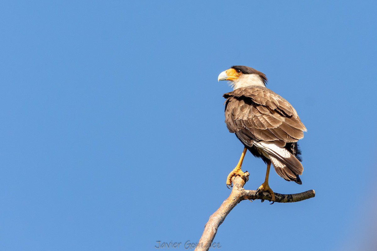 Равнинная каракара - ML644343710