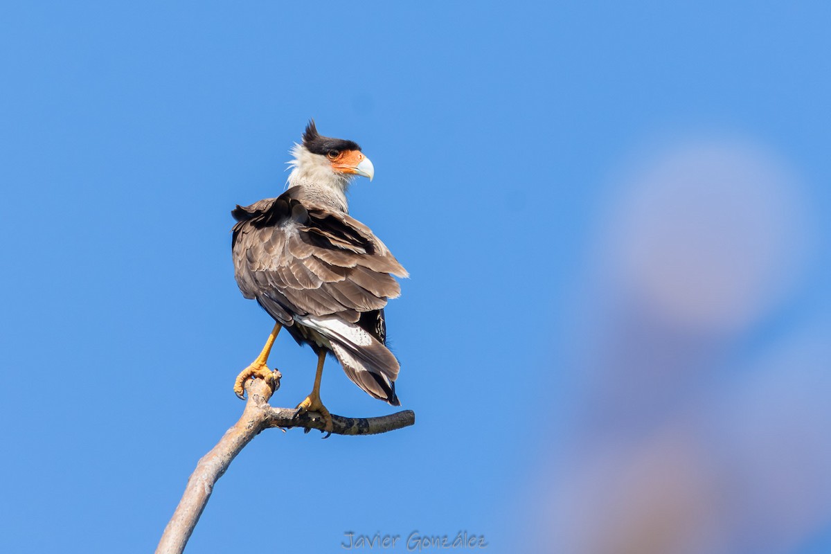 Равнинная каракара - ML644343711