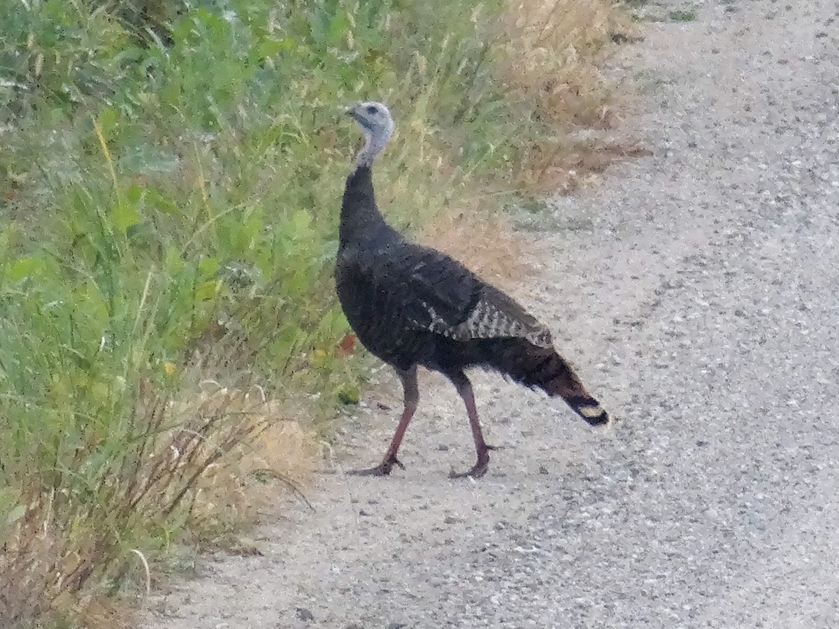 Wild Turkey - ML644343714