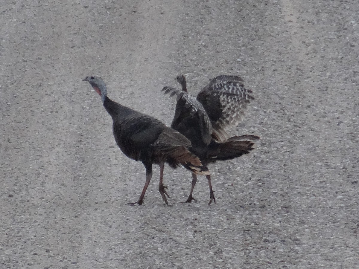 Wild Turkey - ML644343718