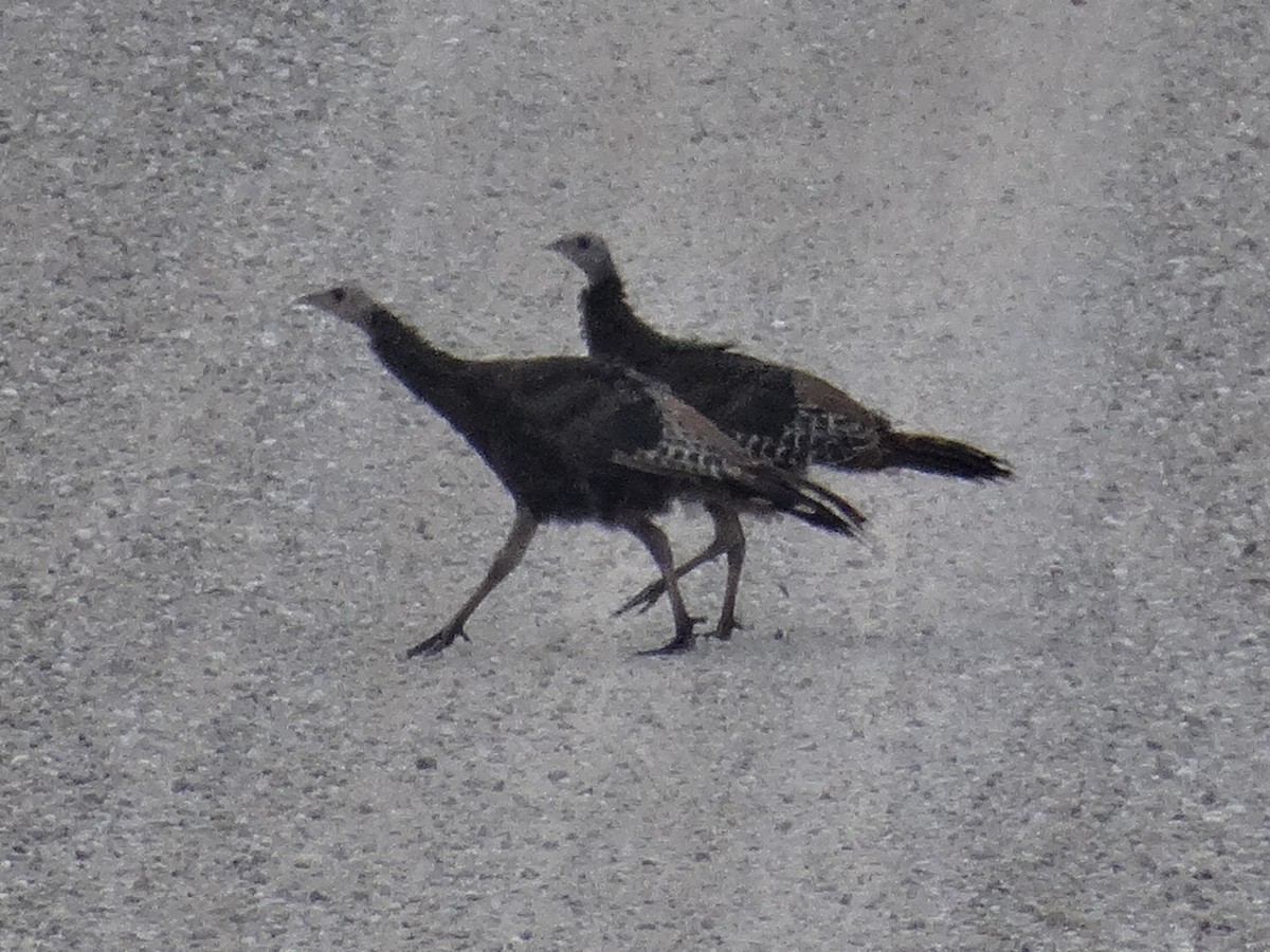 Wild Turkey - ML644343724