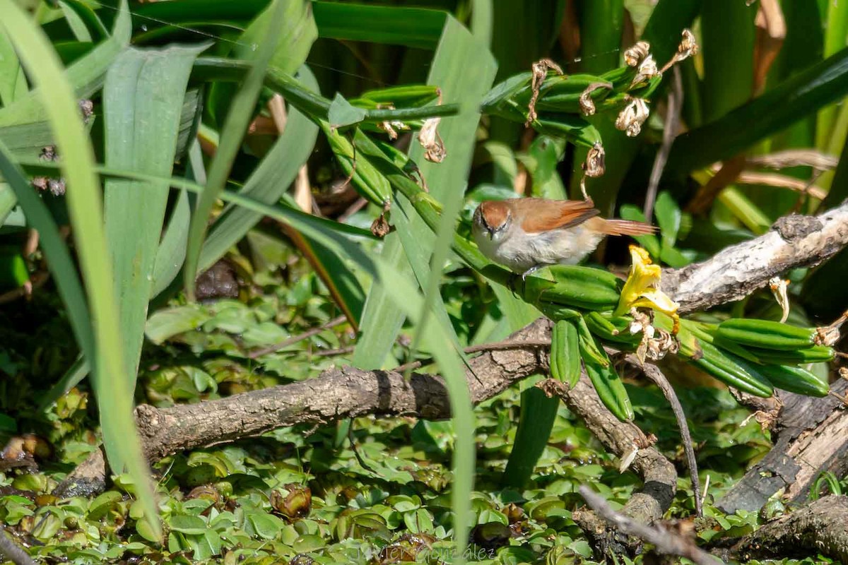 Gelbkinn-Riedschlüpfer - ML644343731