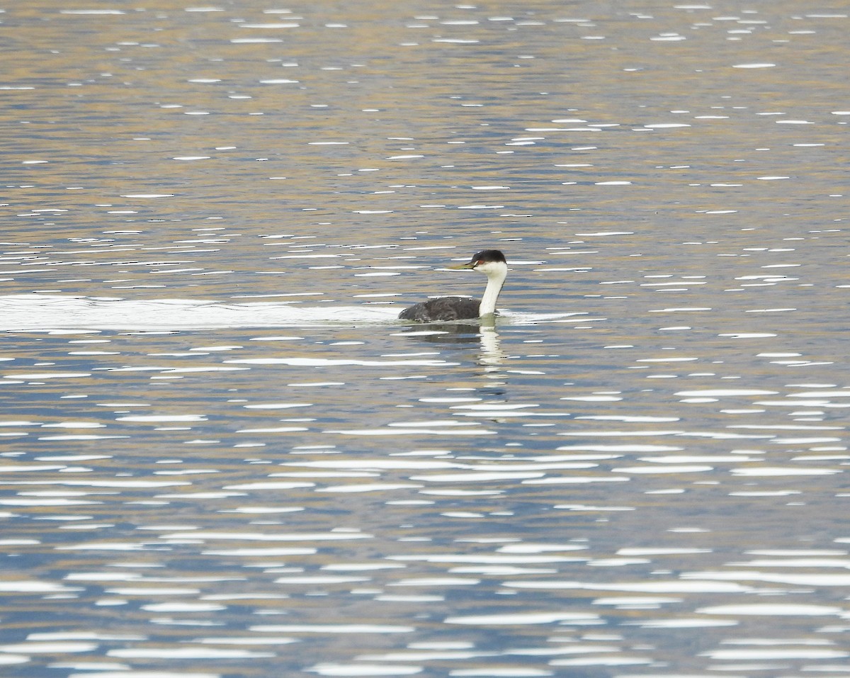 Western Grebe - ML644343732