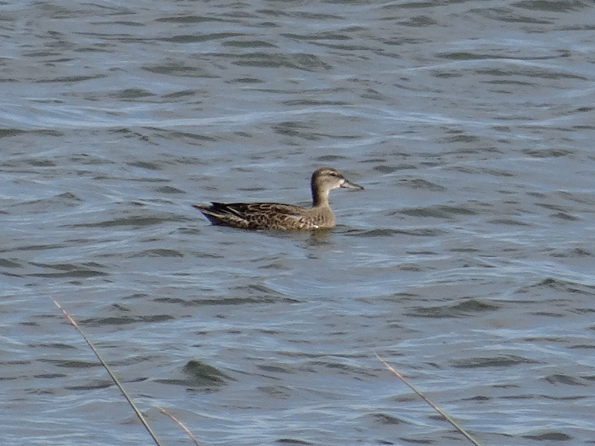 Blue-winged Teal - ML644343734
